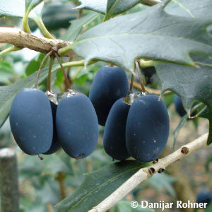 Osmanthus heterophyllus