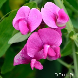 Lathyrus latifolius'Splendens'