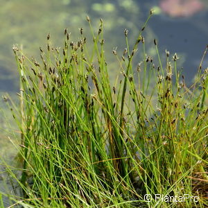 Eleocharis acicularis