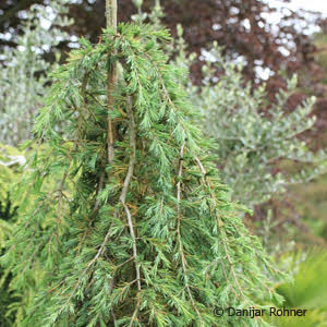 Cedrus deodara'Pendula'