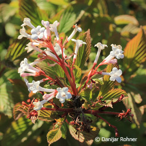 Viburnum farreri'Nanum'