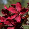 Malus'Royalty'