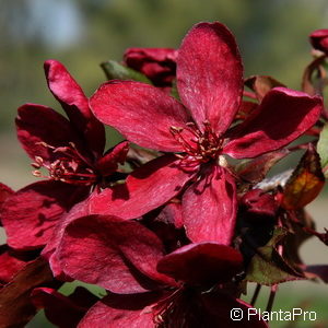 Malus'Royalty'