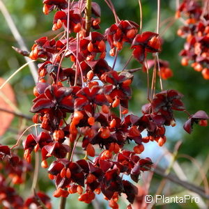 Euonymus planipes