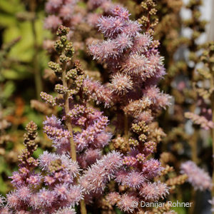 Astilbe chinensisvar. pumila