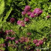 Kalmia angustifolia'Rubra'