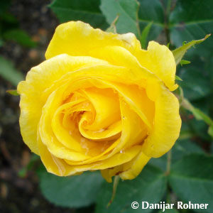 Kletterrose'Goldstern'