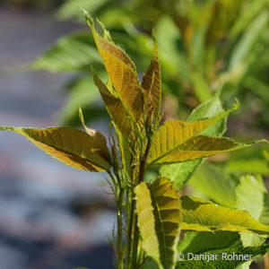Prunus serrulata'Amanogawa'