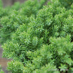 Juniperus procumbens'Nana'