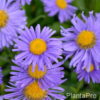 Aster alpinusblau