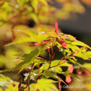 Acer palmatum'Osakazuki'