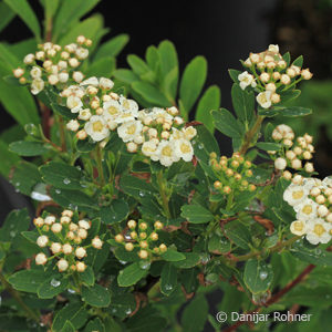 Spiraea nipponica'Snowmound'