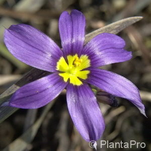 Sisyrinchium angustifolium