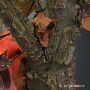 Liquidambar styraciflua