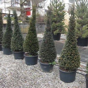 Taxus baccata'Kegel'