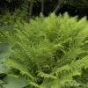 Athyrium filix-femina