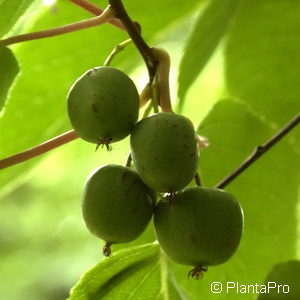 Actinidia argutaBefruchtersorte