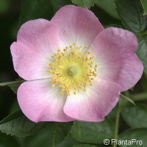 Wildrose Rosa rubiginosa