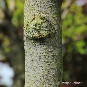 Gleditsia triacanthos'Skyline'