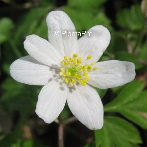 Anemone nemorosa