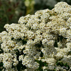 Spiraea nipponica'June Bride'