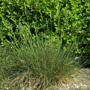 Festuca amethystina