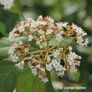 Viburnum tinus