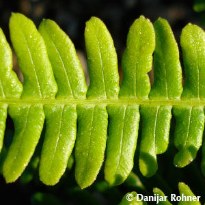 Blechnum spicant