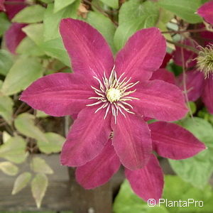 Clematis'Niobe'