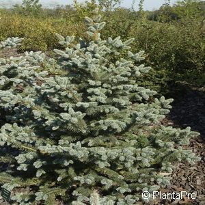 Picea pungens'Oldenburg'