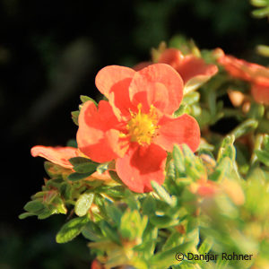 Potentilla fruticosa'Red Robin'