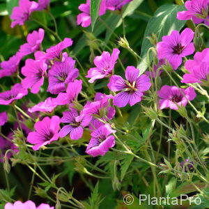 Geranium psilostemum'Patricia'