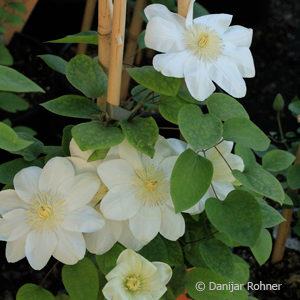 Clematis'Guernsey Cream' cremeweiss