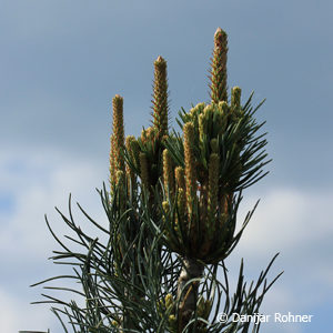 Pinus parviflora'Tempelhof'