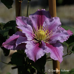 Clematis'Piilu'