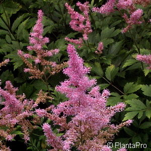 Astilbe (Arendsii-Gruppe)rosa