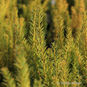 Taxus media (x)'Hillii'