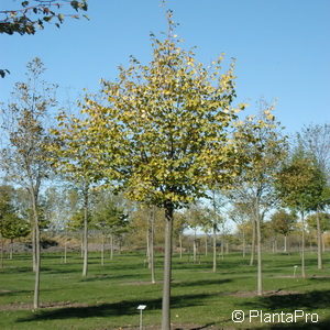 Tilia cordata'Greenspire'