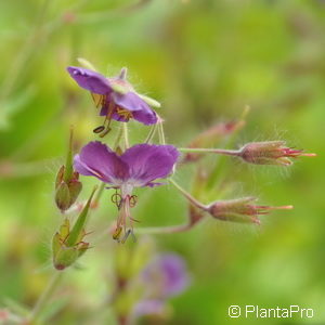 Geranium phaeum'Samobor'