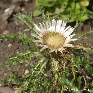 Carlina acaulis