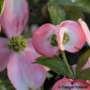 Cornus florida'Cherokee Chief'