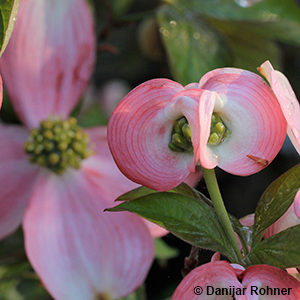 Cornus florida'Cherokee Chief'