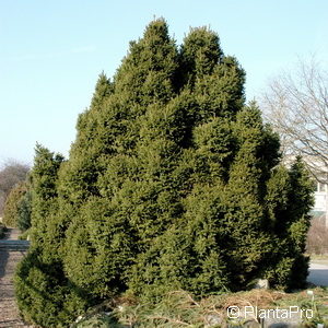 Picea abies'Ohlendorffii'