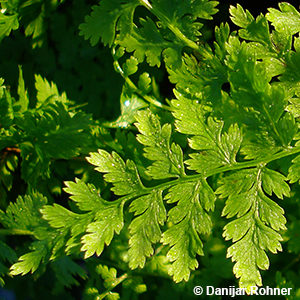 Athyrium filix-femina