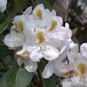 Rhododendron (Catawbiense-Gruppe)'Gomer Waterer'
