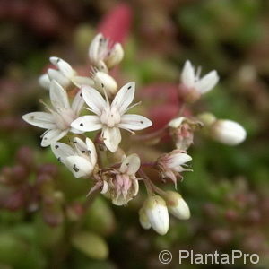 Sedum album'Coral Carpet'