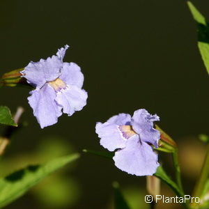 Mimulus ringens