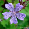 Geranium renardii'Tcschelda'