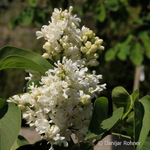 Syringa vulgaris'Mme Lemoine'