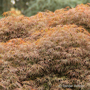 Acer palmatum'Garnet'